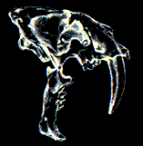Skull of Smilodon an extinct Sabertooth cat.