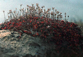 Red lichen with isidia?