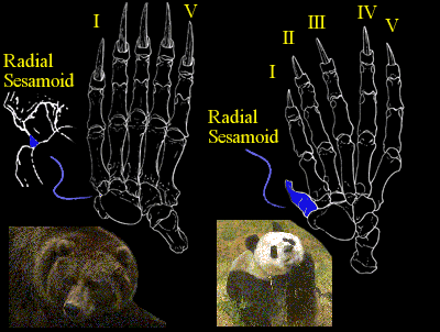 Evolution: The Panda's Thumb [Athro, Limited: Biology]