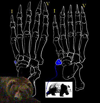 Bones in feet of Ursus arctos and giant panda
