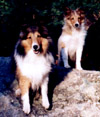 A Sheltie: Kelly and Chipper (puppy) on a rock.