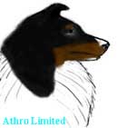 tricolor sheltie, head color is black with tan points