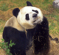 The Giant Panda