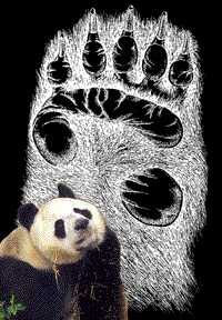 Paw of the giant panda