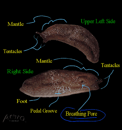 Breathing pore on right side of Arion intermedius