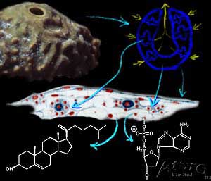 Sponge: Animal, Ascon, Cells, Chemicals