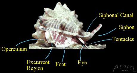 Nassarius with external anatomy labled