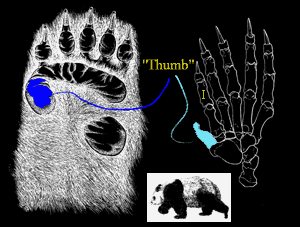 Evolution: The Panda's Thumb [Athro, Limited: Biology]