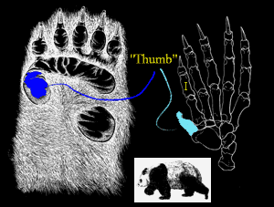 Panda's thumb is radial sesamoid
