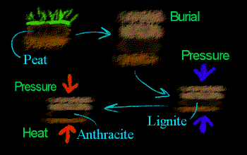 Formation of Coal