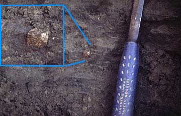 Articulated bivalve in lower karmuk