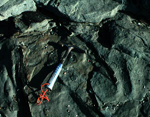 Plants in K sediments