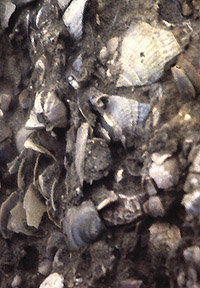 shell fragments in shelly gravel