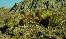 Cacti