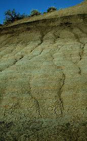 Varigated Beds