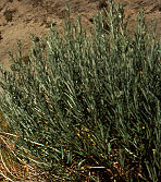 Sagebrush